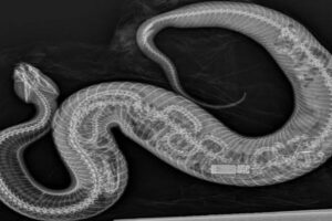 Phát hiện mới: 1 con rắn hổ mang nước nuốt trọn trăn Miến Điện