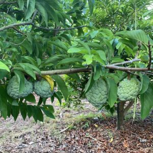 Vườn Trái Cây Island Fruit - Vườn trái cây Florida 