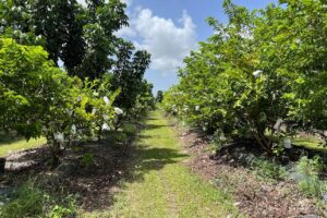 Vườn trái cây Florida của người Việt