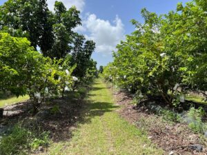 TOFAM LLC - Vườn trái cây Florida 