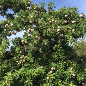 Vườn trái cây La Vang Orchard
