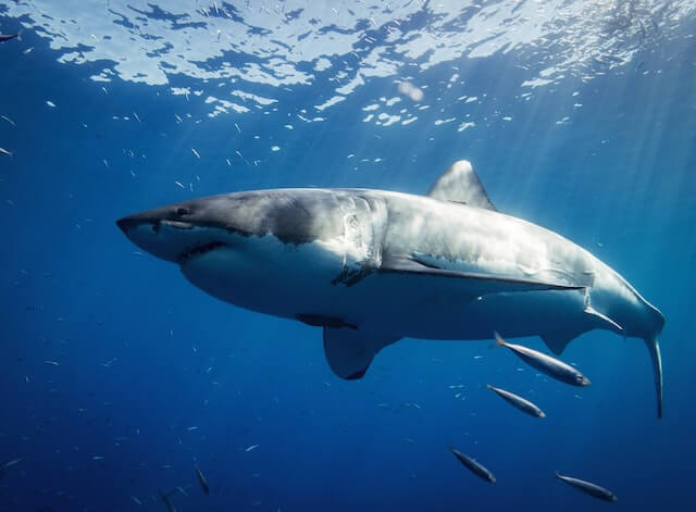 Cá mập trắng lớn - Great White Shark