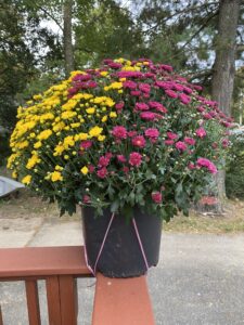 Phòng cho thuê, gần Walmart - Alexandria, Virginia